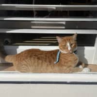 Photo of Garfield