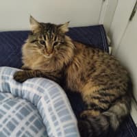 Photo of Aurelian Silvanus