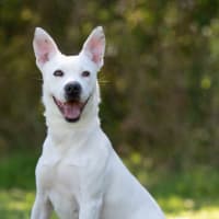 Photo of Casper