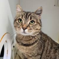 Photo of Sapphire