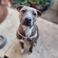 Photo of Tornado *$250 Adoption Fee*