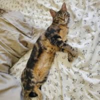 Photo of Miffy   Located In Coburg