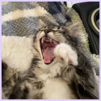 Photo of Wren