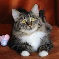 Photo of Little Chef