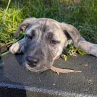 Photo of Dahlia
