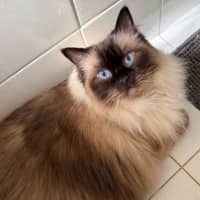 Photo of Pippa