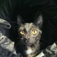 Photo of Cinder