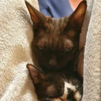 Photo of Diesel & Maggie