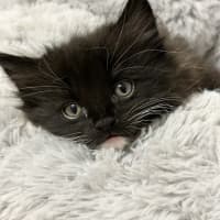 Photo of Theodore   Located In Lower Plenty