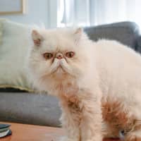 Photo of ❄Aspen❄