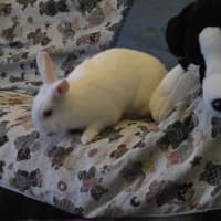 Photo of Bonnie