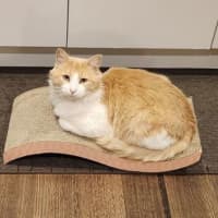 Photo of Churro