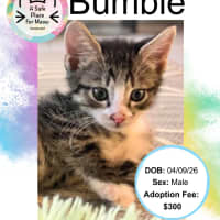 Photo of Bumble