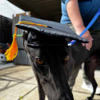 Photo of Brockie 