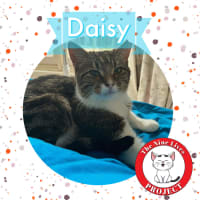 Photo of Daisy *9 Lives Project Rescue*