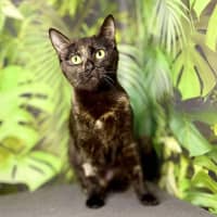 Photo of Hazel & Olive  Located In Keilor Downs