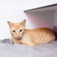 Photo of Cinnamon