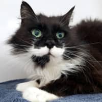 Photo of Link Sua013493