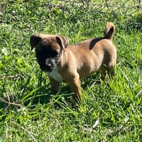 Photo of Belle