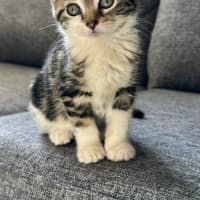 Photo of Pixie