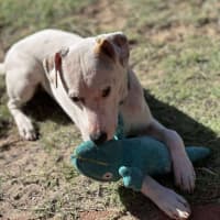 Photo of Yeti