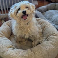 Photo of Snowball (Snowy) Dumont