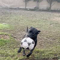Photo of Koda