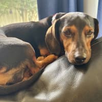 Photo of Hendrix   4 Year Old Dachshund 