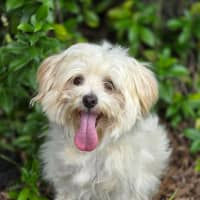 Photo of Daisy