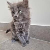 Photo of Smokey