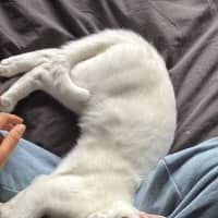 Photo of Caju* 9 Lives Rescue*💛