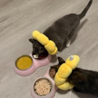 Photo of Arya 🪻💜