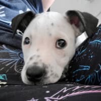 Photo of Kaitoa