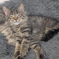 Photo of 🧶 Sebastian 6895 🧶