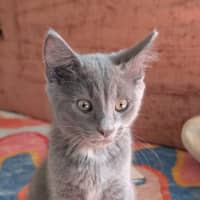 Photo of Vovo