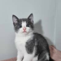 Photo of Snap, Crackle & Pop