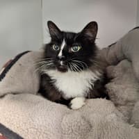 Photo of Peppy