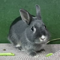 Photo of Ashee (Previously Omelette)