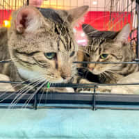 Photo of Julian & Spaghetti 