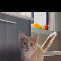 Photo of Ember (Was Creamy)