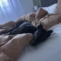 Photo of Bingo, The Greyhound