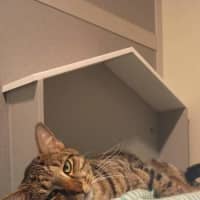 Photo of Chino