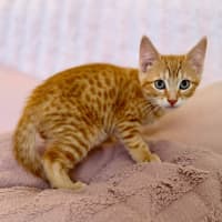 Photo of Ziggy   In Foster Care In Croydon