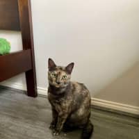 Photo of Olive 🫒 🩷