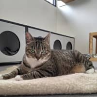 Photo of Ziggy