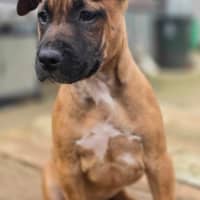 Photo of Kora   Staffy X