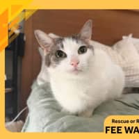 Photo of Willow
