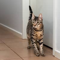 Photo of Jelly Bean (Groot)