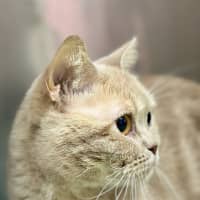 Photo of Onyxia