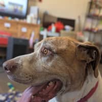 Photo of Buddy
